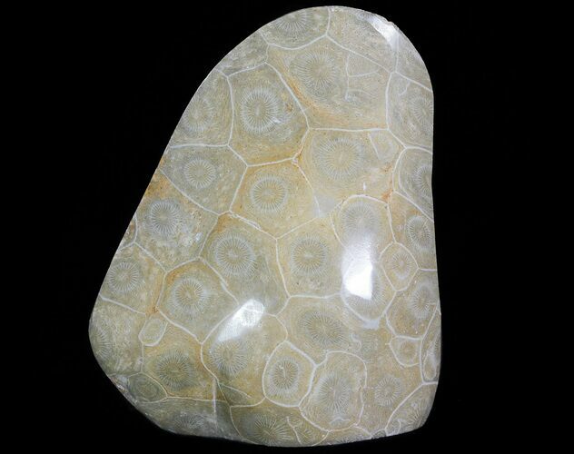 Free-Standing Polished Fossil Coral (Actinocyathus) Display #69363